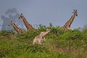 059 Tala Game Reserve, Zuid-Afrika